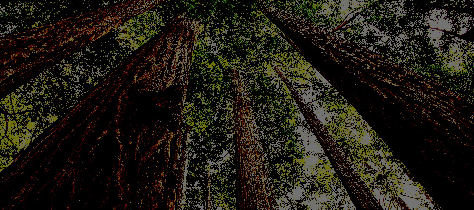 Herman Capital Private Limited